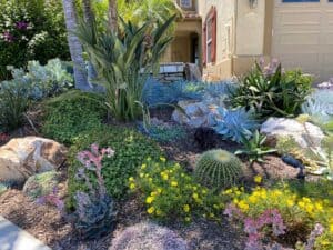 Drought-tolerant Landscaping